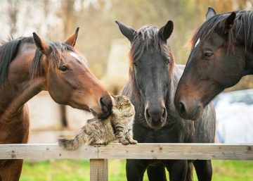 Three horses being affectionate towards a cat sat on a fence to symbolise freelancer studio or agency looking after a client