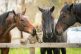 Three horses being affectionate towards a cat sat on a fence to symbolise freelancer studio or agency looking after a client